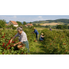 Korálový ostrov ® – ovocný sypaný čaj (Varianta ovocný čaj 90g)