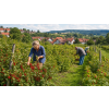 Domácí ovoce – ovocný sypaný čaj (Varianta ovocný čaj 90g)