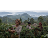 Káva Etiopie – čerstvě pražená 100% arabica (Varianta mletá 500g)