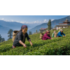 India Sikkim Temi Green – zelený čaj (Varianta zelený čaj 60g)