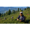 India Darjeeling Ambootia Autumnal – černý čaj (Varianta černý čaj 1000g)