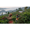 Káva Rwanda – čerstvě pražená 100% arabica (Varianta zrnková 1kg)