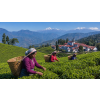 India Darjeeling Ambootia Green Organic – zelený čaj (Varianta zelený čaj 500g)