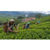Ceylon Orange Pekoe – černý čaj ze Šrí Lanky (Varianta černý čaj 500g)