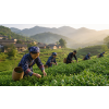 China Yin Xiang & Green Buddha – zelený čaj (Varianta zelený čaj 1000g)
