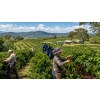 Káva Austrálie – čerstvě pražená 100% arabica (Varianta mletá 100g)