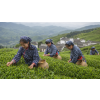 China Keemun Mao Feng – černý čaj (Varianta černý čaj 50g)