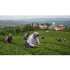 Irán Green Lahijan FBOP – íránský zelený čaj (Varianta zelený čaj 1000g)