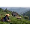 puerh tea tuocha green zeleny lisovany caj 100 g atmosfera 33d85e9e
