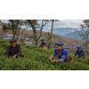 pu erh tuocha black cerny lisovany puerh 100 g atmosfera 50b7ec85
