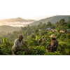Káva Haiti v dóze – 100% arabica Latino Café (Varianta zrnková 200g)