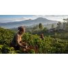 Káva Keňa v dóze – 100% arabica, čerstvě pražená (Varianta zrnková 200g)