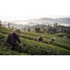 formosa oolong dark pearl 50 g atmosfera 795648bc
