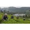 ceylon nuwara eliya pekoe 80 g cerny caj atmosfera 81a8e53d