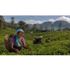 ceylon dimbula op 80 g cerny caj atmosfera 76735dd0