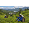 ceylon uva op 80 g cerny caj ze sri lanky atmosfera abec6f86