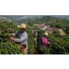 zelena kava s matou mleta arabica atmosfera d4f59524
