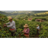 zelena kava 100 arabica mleta brazilie atmosfera ba248aa9