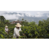 zelena kava v doze 100 arabica mleta 300 g atmosfera 42446144