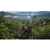 Káva Papua Nová Guinea v dóze – 100% Arabica Latino Café (Varianta zrnková 200g)