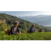 puerh tea v doze cerny caj z yunnanu 170 g atmosfera 65e2b410