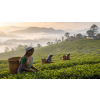 masala tea v doze ajurvedsky cerny caj 160 g atmosfera 02c9f49e