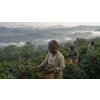 Káva Zimbabwe v dóze – 100% Arabica Latino Café (Varianta zrnková 200g)