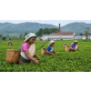 India Assam Manjushree CTC – černý čaj (Varianta černý čaj 90g)