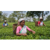 India Assam TGFOPI Borpatra – černý čaj (Varianta černý čaj 1000g)