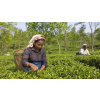 India Assam TGFOPI Orangajuli – černý čaj z první sklizně (Varianta černý čaj 500g)