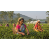 India Assam BOP Mijicajan – černý čaj (Varianta černý čaj 1000g)