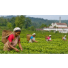 India Assam TGFOPI Keyhung – černý čaj z druhé sklizně (Varianta černý čaj 1000g)