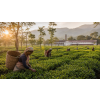 India Assam FTGFOPI Mokalbari – černý čaj (Varianta černý čaj 1000g)