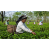 India Assam TGFOPI Bokel – černý čaj (Varianta černý čaj 90g)