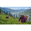 India Darjeeling TGFOPI Thurbo – černý čaj (Varianta černý čaj 500g)