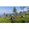 India Darjeeling TGFOPI Lingia – černý čaj první sklizně (Varianta černý čaj 1000g)