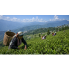 India Darjeeling FTGFOPI Balasun – černý čaj (Varianta černý čaj 500g)