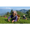 India Darjeeling FTGFOPI Bannockburn – černý čaj (Varianta černý čaj 1000g)