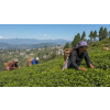 India Darjeeling TGFOPI Himalaya Royal – černý čaj (Varianta černý čaj 500g)
