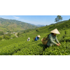 Vietnam OP Ho Či Black – černý čaj bez aromatizace (Varianta černý čaj 1000g)