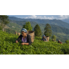 India Darjeeling TGFOPI Gielle – černý čaj (Varianta černý čaj 1000g)