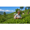 India Darjeeling FTGFOPI Castleton – černý čaj (Varianta černý čaj 60g)