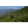 India Darjeeling FTGFOPI Sivitar – černý čaj (Varianta černý čaj 1000g)