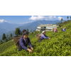 India Darjeeling FTGFOPI Moondakotee – černý čaj (Varianta černý čaj 80g)