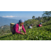 India Darjeeling FTGFOPI Nurbong – černý čaj (Varianta černý čaj 1000g)