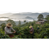 Káva Nikaragua Maragogype – 100% Arabica, velká zrna (Varianta mletá 500g)