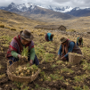 maca koren prasek z peru 100 g atmosfera 1a4ff262