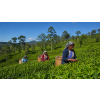 Ceylon Uva OPI Dyraaba – černý čaj (Varianta černý čaj 1000g)