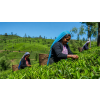 Ceylon Uva OPI Ceciliyan – černý čaj (Varianta černý čaj 1000g)