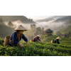 Vietnam Oolong Kim Tuyen Red – vietnamský oolong (Varianta oolong čaj 50g)